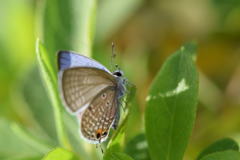 クロマダラソテツシジミ