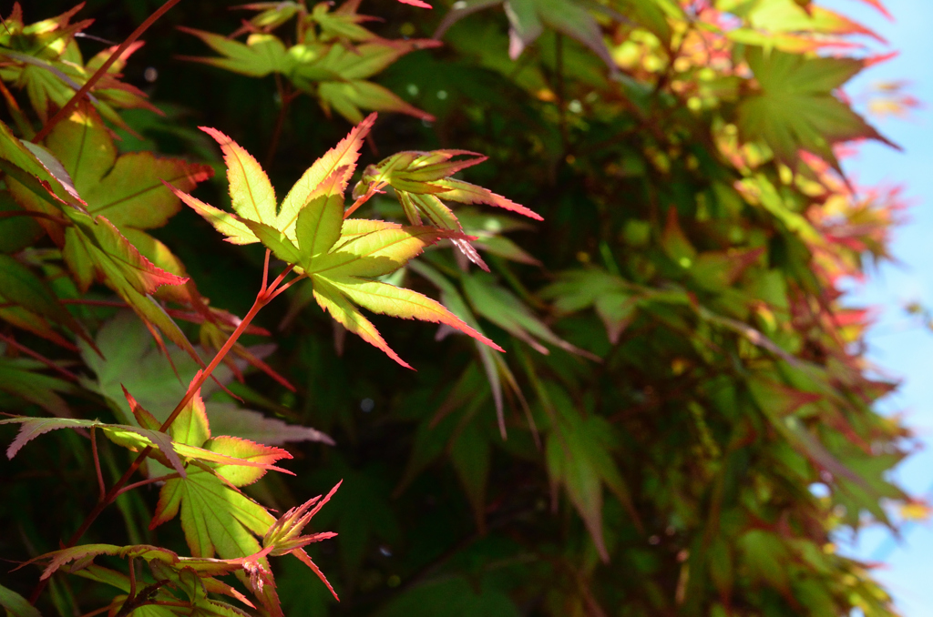萌黄紅