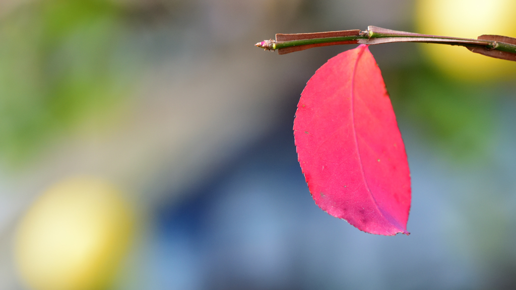 紅一葉