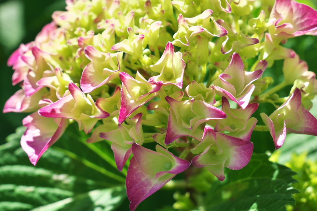 紫陽花