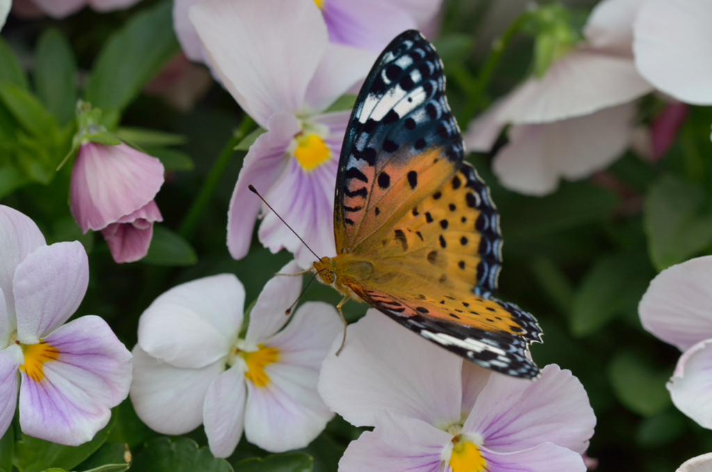 ツマグロヒョウモン