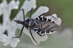 ヨコヅナサシガメ