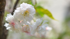 春の十月桜・2