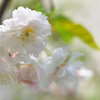 春の十月桜・2