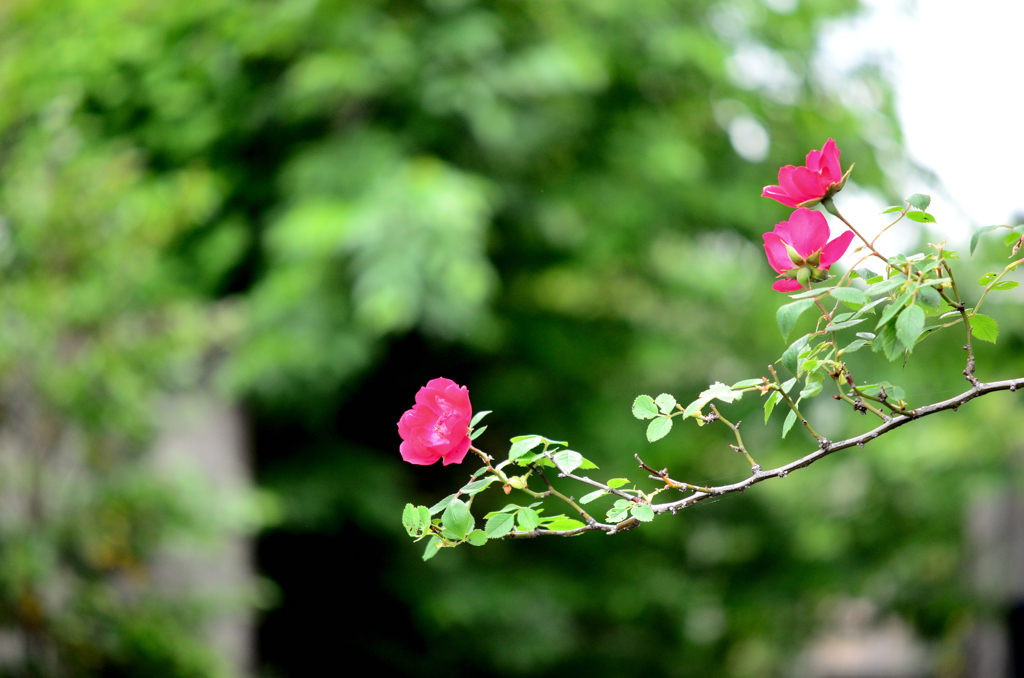 薔薇