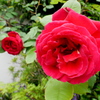 薔薇・真赤