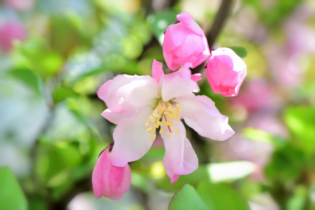 花海棠2