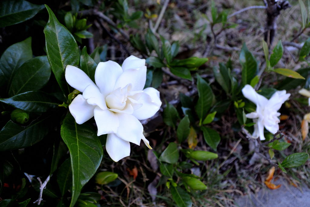 くちなしの花
