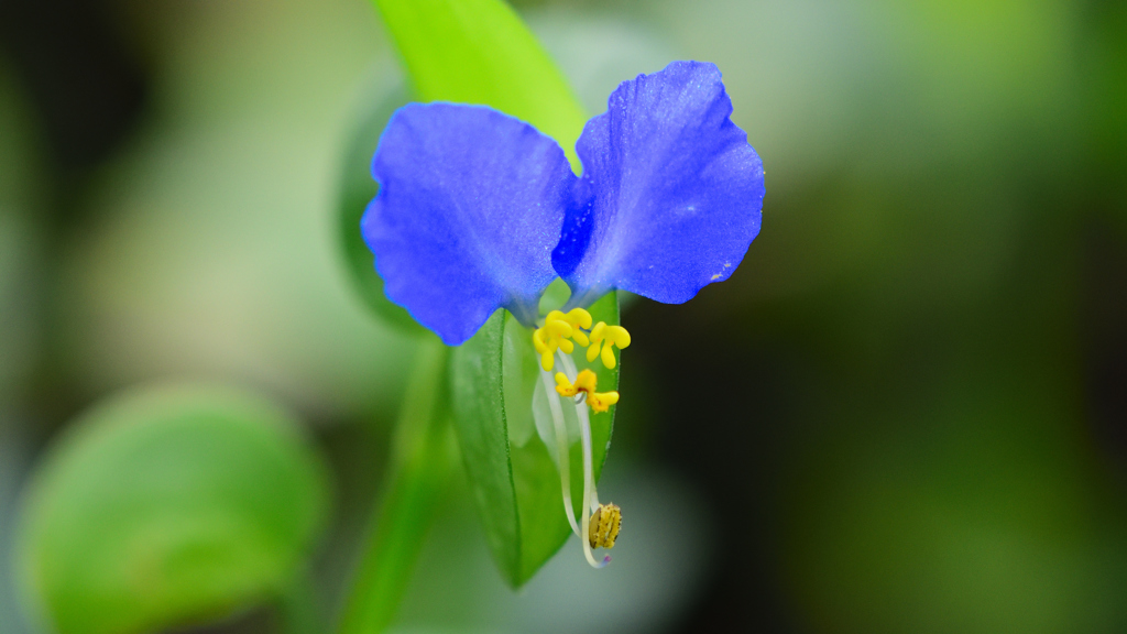 露草
