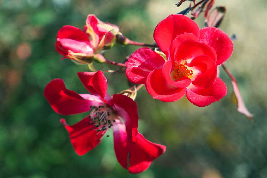 初薔薇