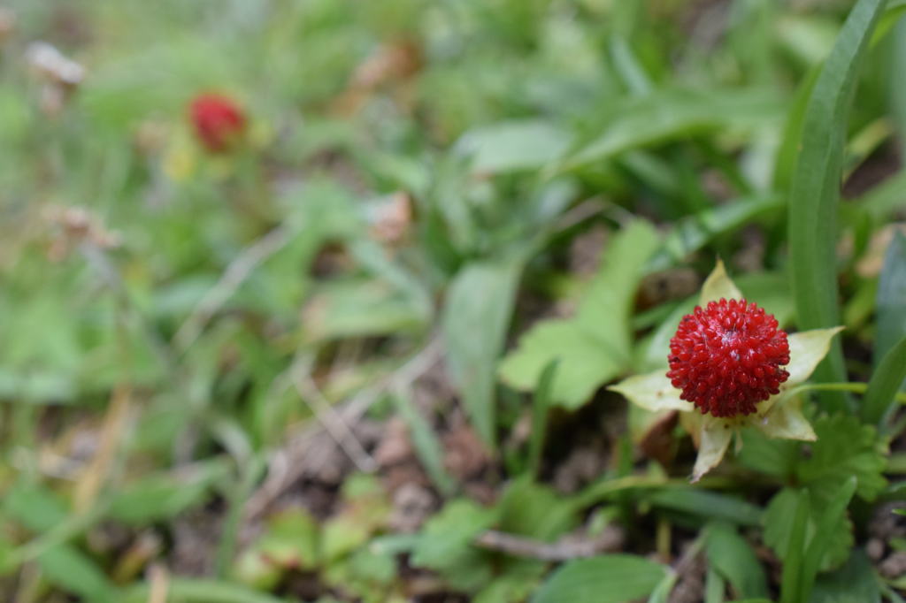 野いちご