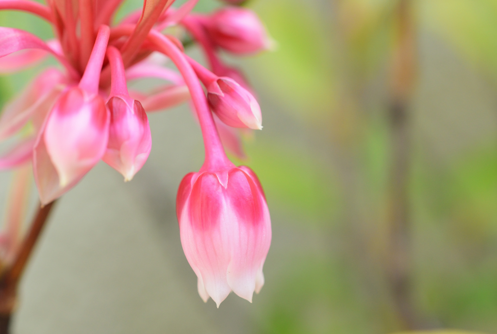 ピンクの花