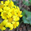 ツワブキの花