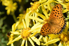 本日は晴天なり