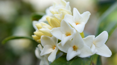 沈丁花・白