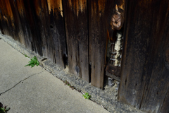 屋敷の片隅にも春