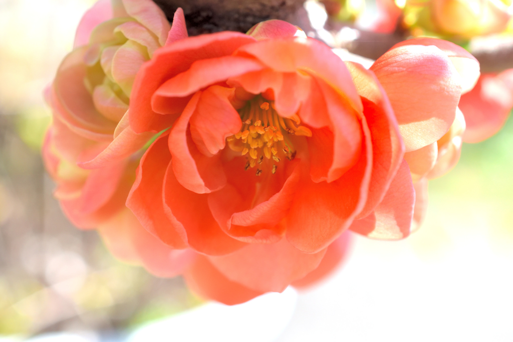 木瓜・薄紅