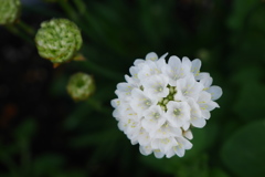 白花・アルメリア