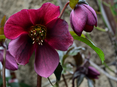 クリスマスローズ