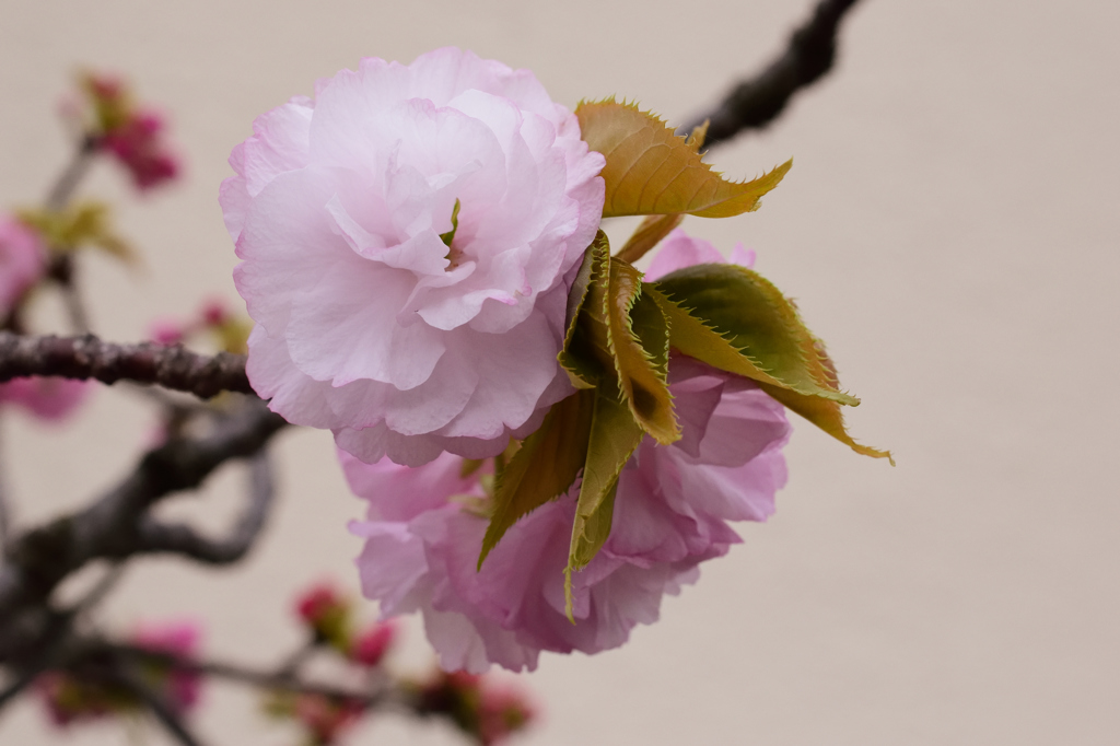 八重桜