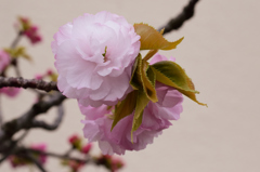 八重桜