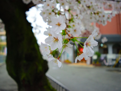 街路樹の染井吉野