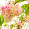 うこん桜