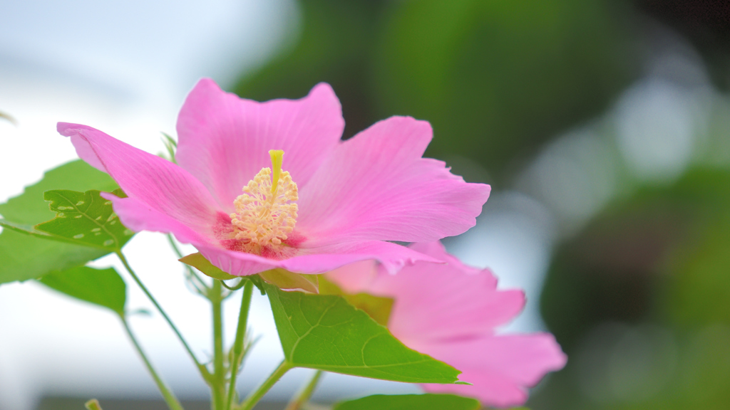 芙蓉