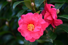 山茶花