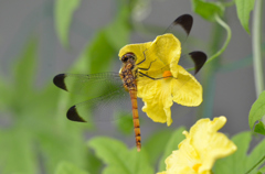 コノシメトンボ ゴーヤ