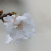 十月桜2