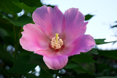 夜明けの芙蓉