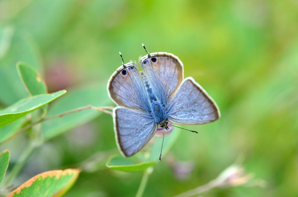 ウラナミシジミ