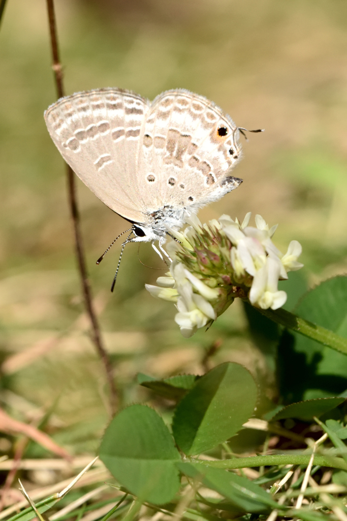 しぶとく生きる