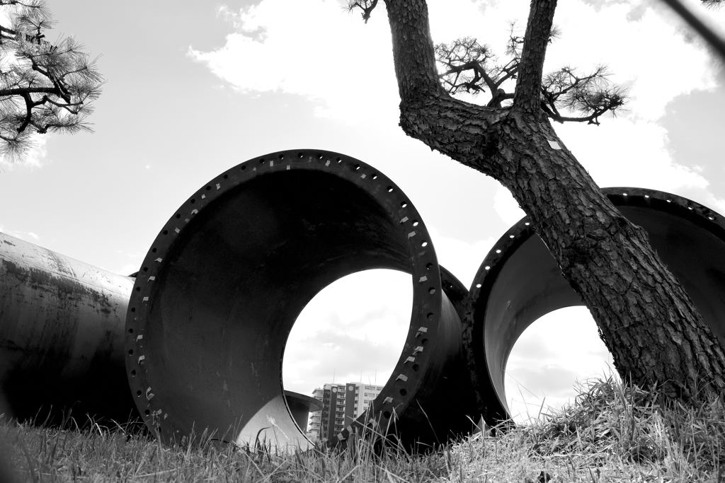 松と大口径鋼管