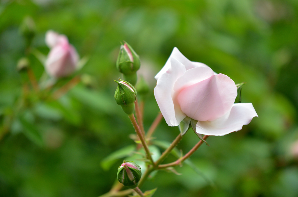 ライトピンクの薔薇