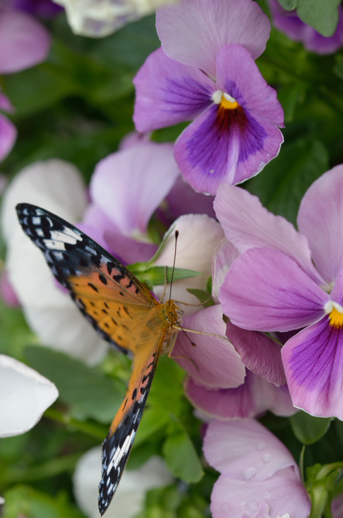 ツマグロヒョウモン