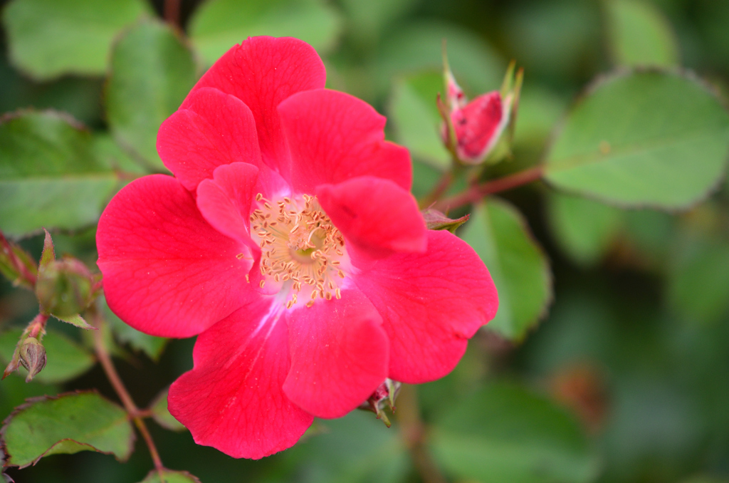 紅薔薇