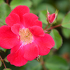 紅薔薇