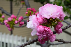 八重桜