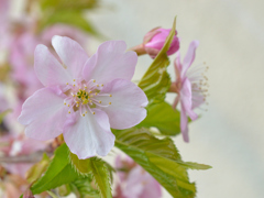 寒桜