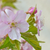 寒桜
