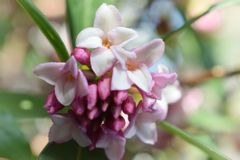 沈丁花
