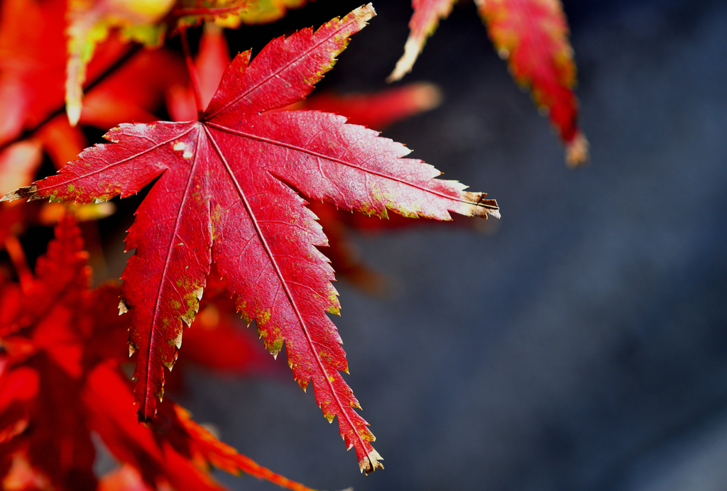 年末・紅葉