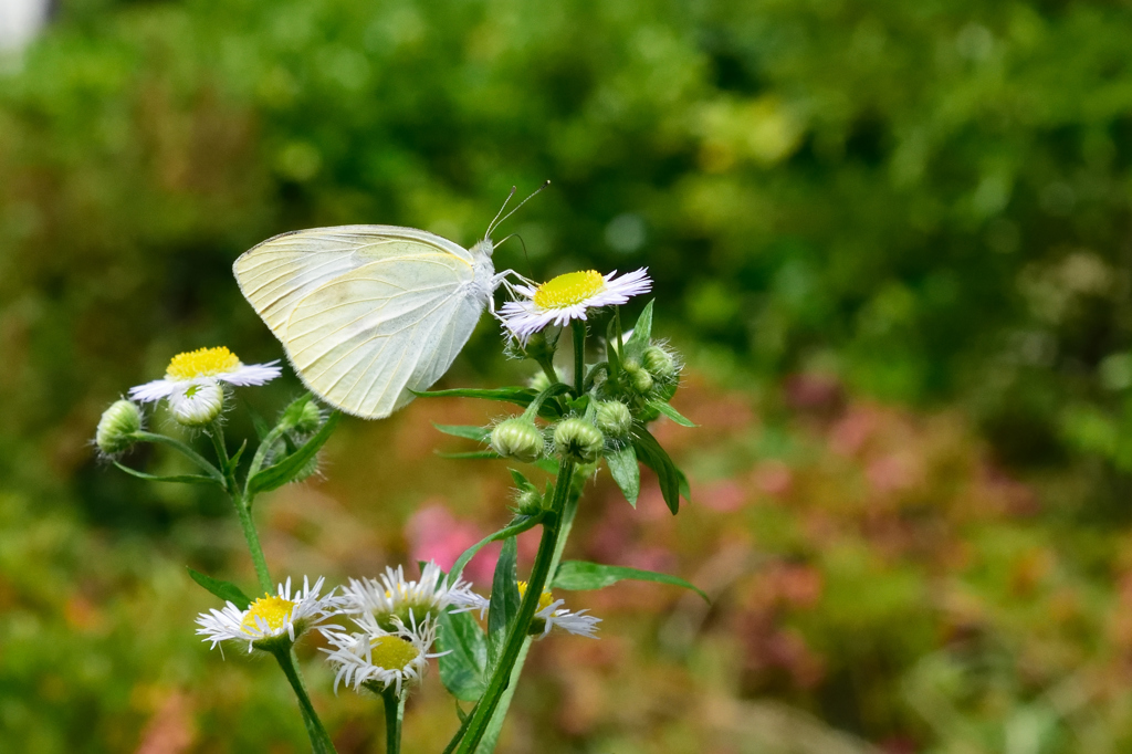 モンシロチョウ
