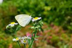 モンシロチョウ