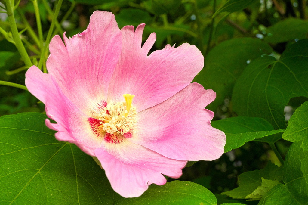 芙蓉