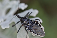 ヨコヅナサシガメ