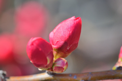 木瓜・蕾