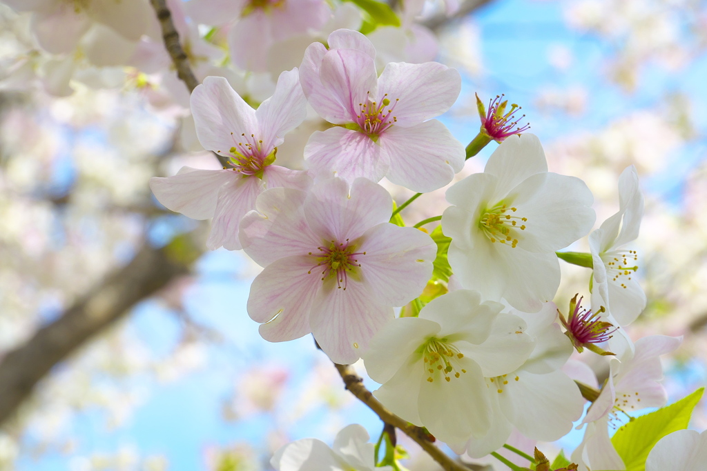 おおしま桜